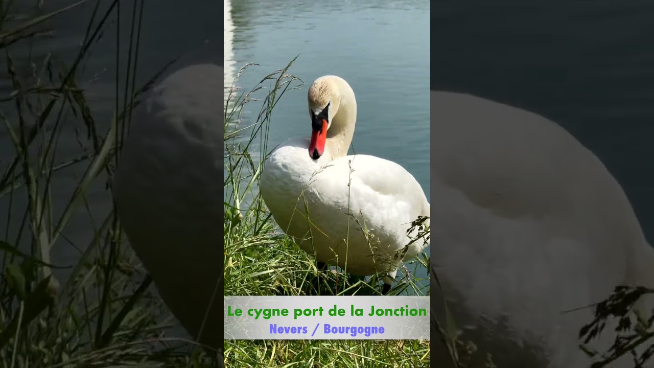 Il suffira d’un cygne au port de plaisance de Nevers : douceur ligérienne et reflets sur l’eau