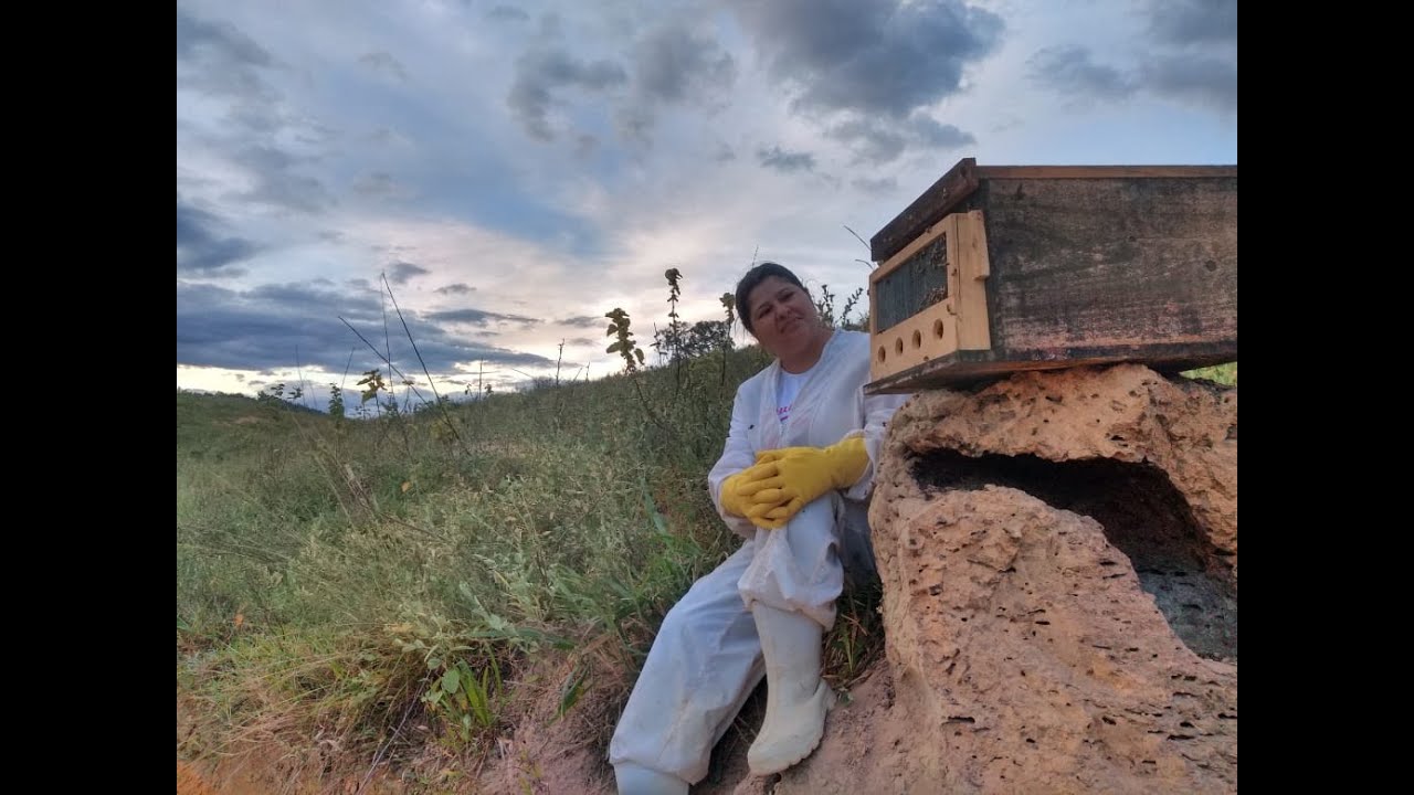 captura de abelha apis/ resgate para iniciantes 🐝 no murundum de cupim🐝