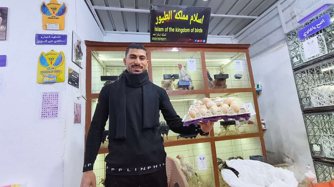 الفيديو ده للناس اللي كانت بتسال على البيض 🥚 المخصب من سلالات الفراخ الزينه