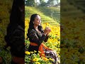 Sitting On A Flower Hill In Traditional Kebaya Peaceful Morning Vibes 
