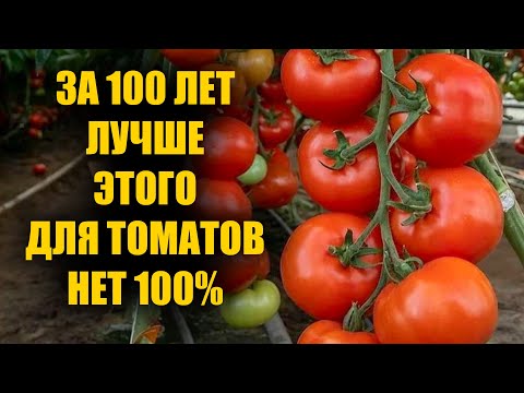 Томаты Вмиг Заплодоносят, Фитофторы у Помидор Не Будет Никогда Подкормите в Июне Июле!