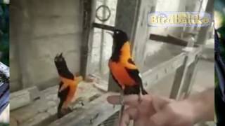 Suara Kicau Burung nyanyi Lagu - Happy birthday to you (Burung Langka)
