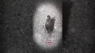 The Word Of The Day Is