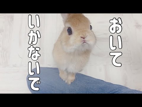 飼い主の後をずっとついてくる甘えん坊な可愛いうさぎ Youtube