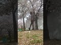 some moments are just too beautiful for words,but…. #japan #novelist #sakura #fypシ #writing