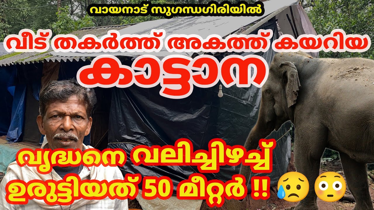 സുഗന്ധഗിരിയിൽ വീട് തകർത്ത് അകത്ത് കയറിയ കാട്ടാന വൃദ്ധനെ ഉരുട്ടിയത് 50 മീറ്റർ 