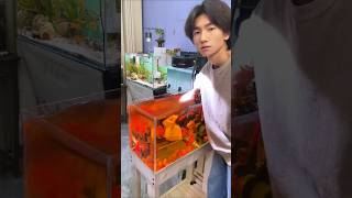 Tissue Paper Cleaned The Entire Aquarium 🐠 . #shortvideo #facts