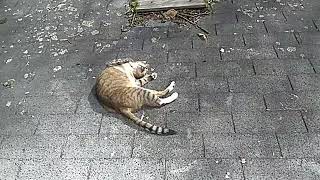 Cat sliding down roof