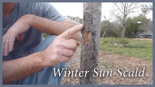 Winter Sunscald (Sunburn) on an Apple Tree