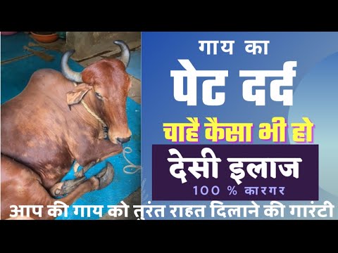 वीडियो: गाय के पेट की ख़राबी का इलाज कैसे करें