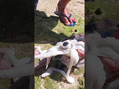 Did You Know Octopuses Have BEAKS Satisfying Pop