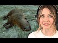 Zu viele Capybaras! - Planet Zoo: Muckelzoo (Stream vom 12.06.2023)