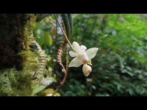 Video: Waldorchideen: Namen, Fotos