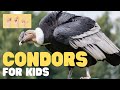 Condor Behavior and Conservation Facts