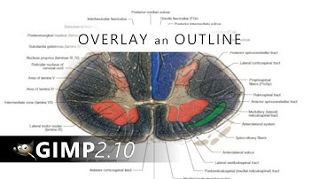 How to overlay an outline over a photo | GIMP Tutorial