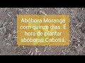Hoje terminamos de plantar as abóboras Cabotiá (V.29)
