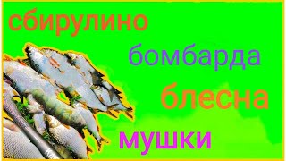 Сбирулино,ловля на бомбарду с мушками .