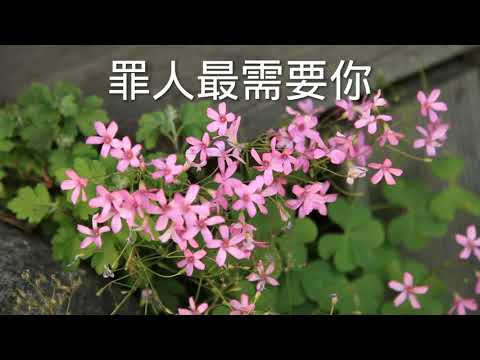《赎罪的羔羊》得着耶稣真有福气【爱飞心赞】