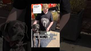 Loving these Blue Great Dane  graphic tees 🐾 #greatdane #doglove #pets