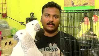 Amazing Parrot at Chennai’s Pet Shop – Must Watch