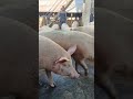 దొంగలు వస్తున్నారు జాగ్రత వహించాలి #youtubeshorts #pigs #ytshorts #fact #pig #ytchannel #newvlog