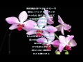 君のいない場所はどこも嫌いだよ/Shela/歌詞付き Relaxing Music