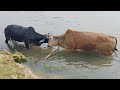 पानी में दो बैल के बीच युद्ध || fighting between two ox ||