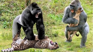 Leopard vs Impala, Monkey - Gorilla Herd Rescue Impala Success From Leopard Ambush From Tall Tree
