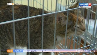 В Пензе отметили день кошек В Пензе отметили день кошек