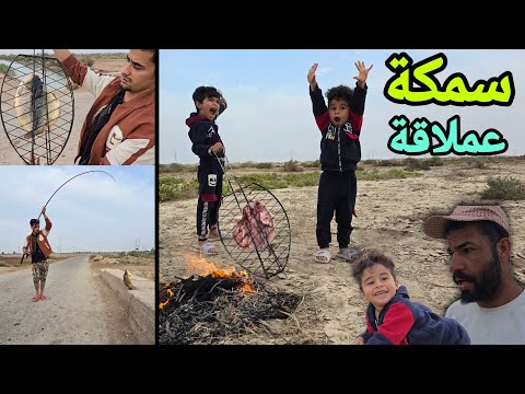 صدت سمجة عملاقة وصدمتهم شويناهة بالبر وكليناهة الطعم فد شي طلعة خيالية