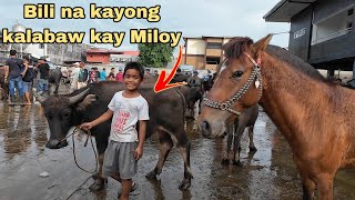 December 22, 2023 Presyo Ng Kalabaw At Kabayo Sa Cattle Trading Capital Of The Philippines