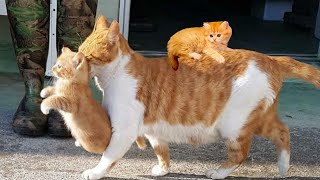 😸 Best Funny Cat Videos Of This Week / 💗 Funny Cat Moments 🐱 Super Laugh Time 😂 #1 by Fuuny Dogs HD 4,399 views 2 years ago 11 minutes, 4 seconds