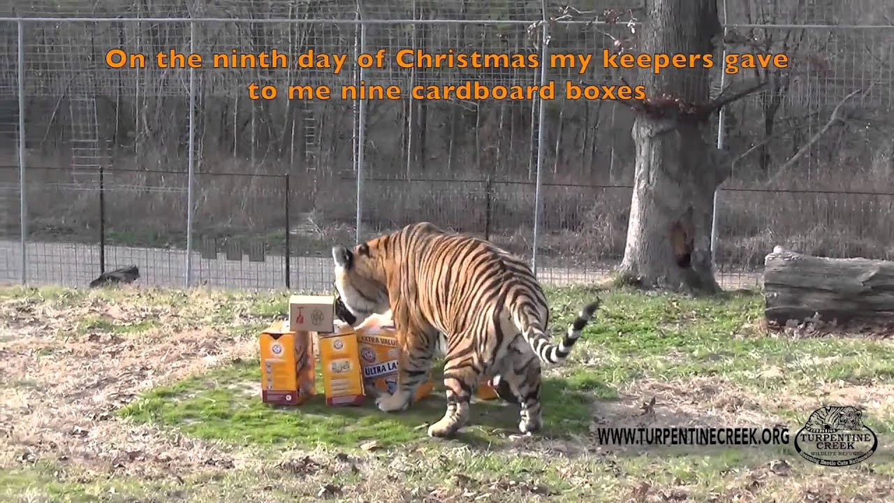 rescue dogs rock nyc Turpentine Creek's 12 Days of Christmas