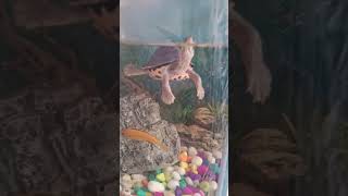turtle #fishtank #reels #aquarium #petsman #viral