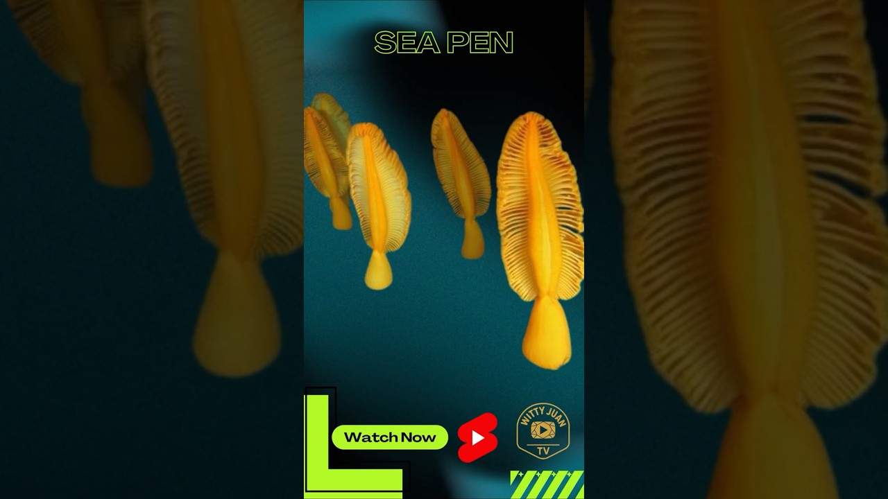 Sea Pen 