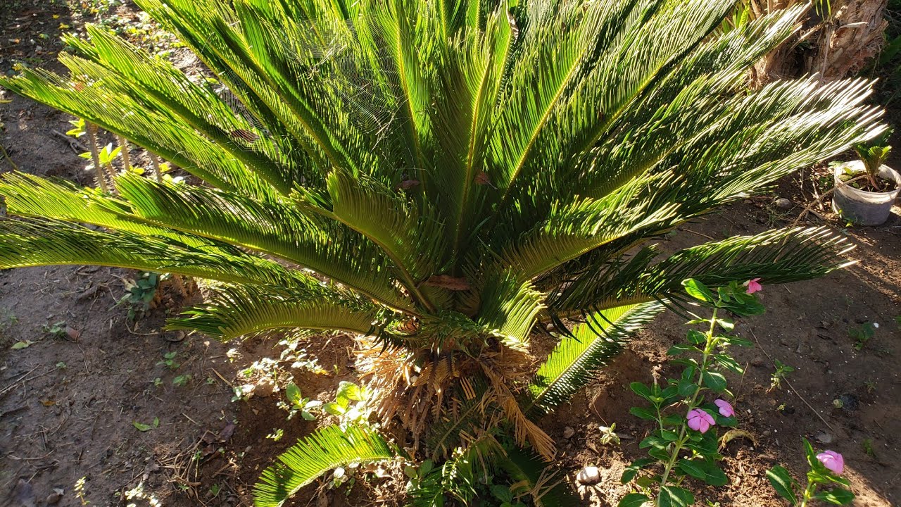 Como reproducir  Cyca Revolutapor medio de sus ijuelos?