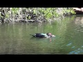 Muscovy Duck nearly Drowning a female while mating.