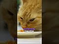 Cuteness Overload: Unraveling the Mystery of Cat Hiccups! 🐾😻 #fact #youtubeshorts #cat