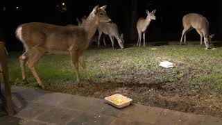 Dinner with Bambi and the herd (day 161)