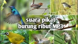 Suara Pikat Burung Ribut MP3