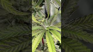 Lantz F2 From Grown In The 4X8 With