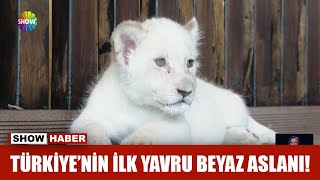 Türkiye'nin ilk yavru beyaz aslanı!
