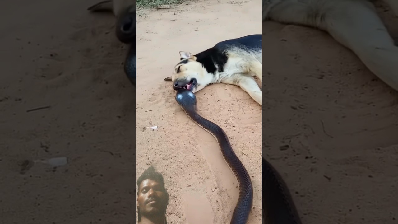 crazy cobra take down dogs 