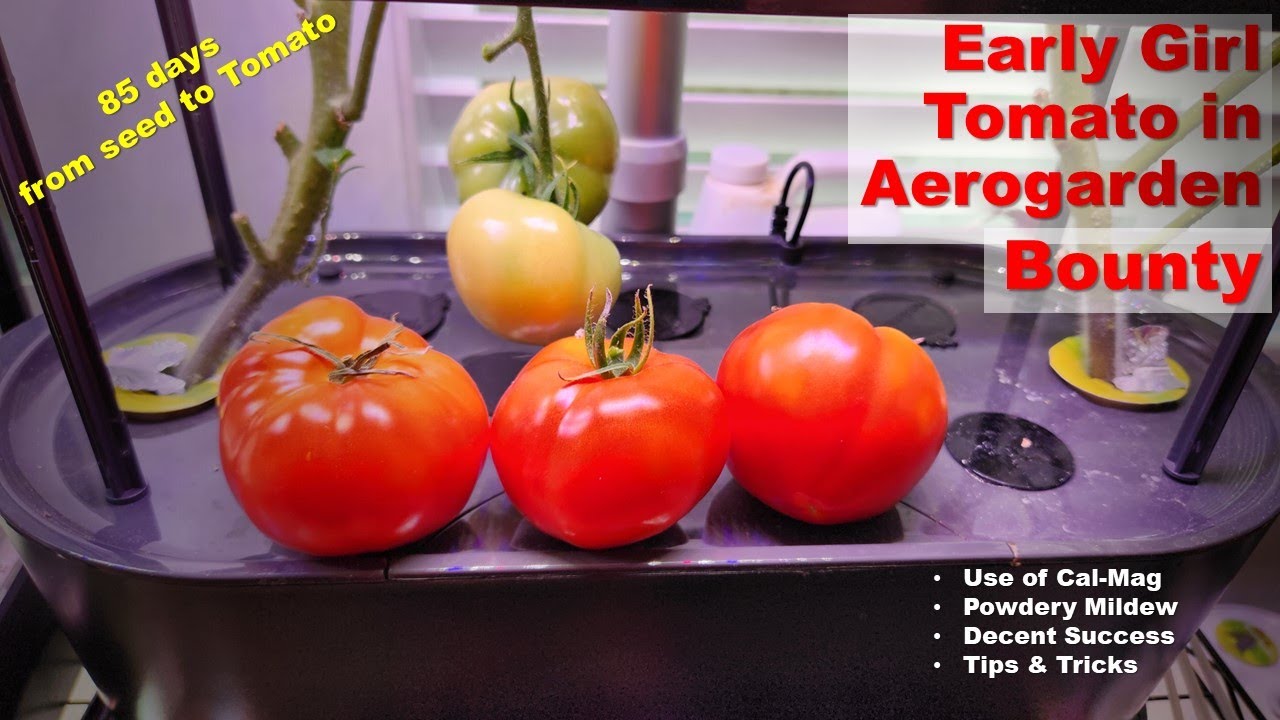 Early Girl tomato in Aerogarden Bounty Basic Blossomend rot