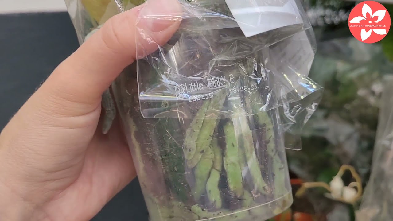 Супер уценка орхидей в магазине ОБИ в Казани