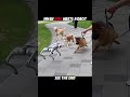 #robot vs #dog vs #cat  #youtubeshorts #shorts #trending #viral #animals#peace #pets