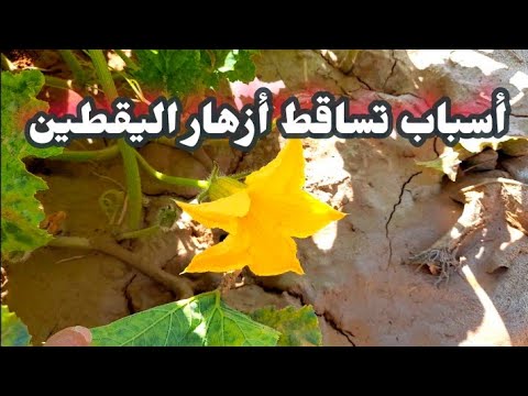 فيديو: لماذا يفقد البطيخ الزهور - أسباب تساقط زهر البطيخ