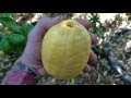 Eureka Lemon! Perfect citrus tree for HOT climates!