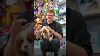 подбор одежды  #обзор #petshopru #топ