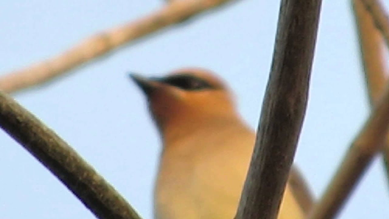 20140818 172 Cedar Waxwing Hunting And Catching Insects High Up In A Tree
